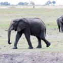 BWA NW Chobe 2016DEC04 NP 046 : 2016, 2016 - African Adventures, Africa, Botswana, Chobe National Park, Date, December, Month, Northwest, Places, Southern, Trips, Year